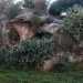 Torniamo su via Lame e proseguiamo fino all'incrocio con via Schiattona, approdando cos in contrada Pozzo San Benedetto. Proprio l vicino adocchiamo una grotta con due aperture, coperta da una rigogliosa pianta di fichi:  una delle tante cavit della zona, probabilmente abitata sin dalla Preistoria